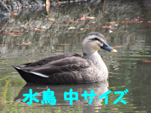 水鳥中