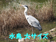 水鳥大